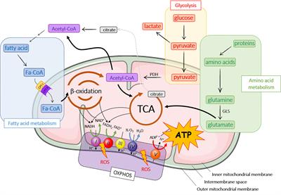 Mesenchymal Stromal Cell-Derived Extracellular Vesicles Regulate the Mitochondrial Metabolism via Transfer of miRNAs